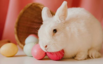 De zoete verleiding van Pasen ontdek de heerlijke wereld van chocolade-eieren